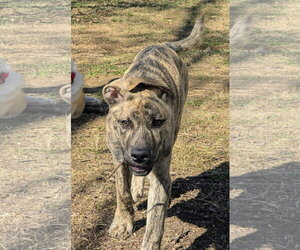 Simon - bdm - Male Gerberian Shepsky Dog for Adoption - Photo #11