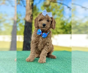 Goldendoodle (Miniature) Puppy for sale in FROSTPROOF, FL, USA