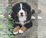 Small #2 Bernese Mountain Dog