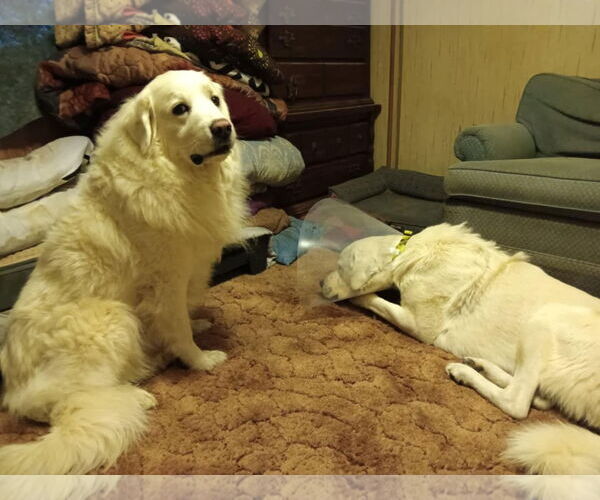 Medium Photo #5 Great Pyrenees Puppy For Sale in Bountiful, UT, USA