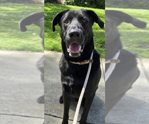 Simon *Courtesy Post* - Male Labrador Retriever-Unknown Mix Dog for Adoption - Photo #2
