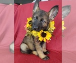 Small Photo #11 German Shepherd Dog Puppy For Sale in HOLDEN, MO, USA