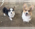 Small #25 Pembroke Welsh Corgi