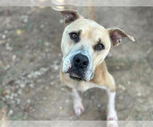 American Staffordshire Terrier-Unknown Mix Dogs for adoption in Waco, TX, USA