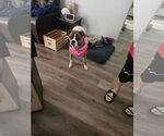 Small #1 Boxer Mix