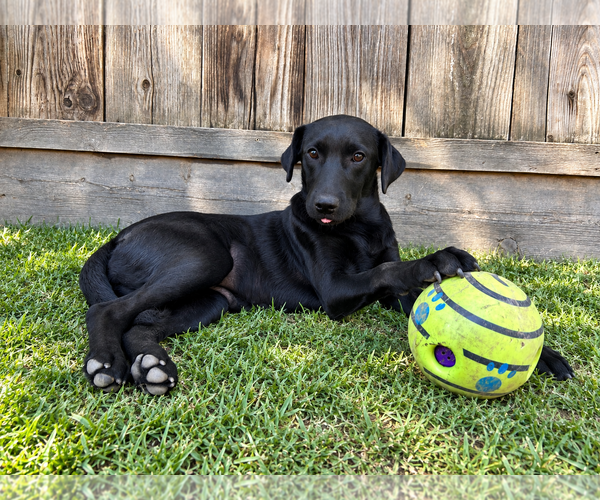 Medium Photo #2 Labrador Retriever Puppy For Sale in Clovis, CA, USA