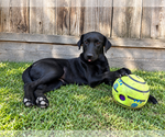 Small #1 Labrador Retriever