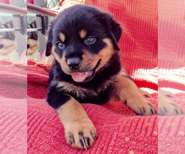 Medium Photo #2 Rottweiler Puppy For Sale in AUGUST F. HAW, CA, USA