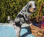 Small Photo #19 Goldendoodle (Miniature) Puppy For Sale in PLACERVILLE, CA, USA
