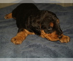 Small #2 Airedale Terrier