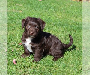 Labrador Retriever-Poodle (Toy) Mix Puppy for sale in MYERSTOWN, PA, USA