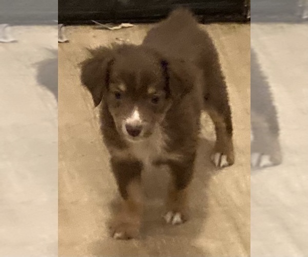 Medium Photo #11 Miniature Australian Shepherd Puppy For Sale in FORT MORGAN, CO, USA