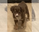 Small #10 Miniature Australian Shepherd