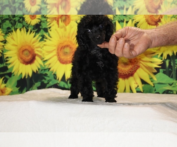 Medium Photo #29 Poodle (Toy) Puppy For Sale in DYERSBURG, TN, USA