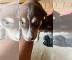 Small Photo #22 Labrador Retriever-Siberian Husky Mix Puppy For Sale in MEM, TN, USA