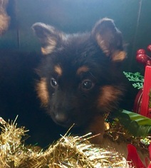 German Shepherd Dog Puppy for sale in MONTGOMERY CITY, MO, USA