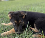 Image preview for Ad Listing. Nickname: Litter of 9