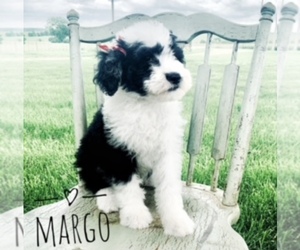 Sheepadoodle Puppy for sale in DADEVILLE, MO, USA