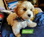 Puppy Davey Cavachon-Poodle (Miniature) Mix