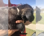 Small Photo #4 Australian Labradoodle Puppy For Sale in ALDRICH, MO, USA
