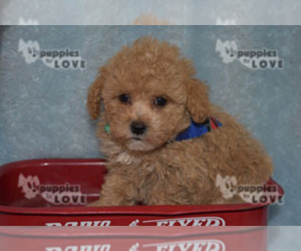 Medium Photo #10 Poodle (Toy) Puppy For Sale in SANGER, TX, USA