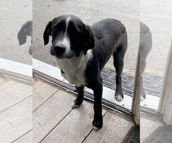 Medium Photo #4 Labrador Retriever Puppy For Sale in Bloomingdale, NJ, USA