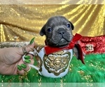 Small Photo #58 French Bulldog Puppy For Sale in HAYWARD, CA, USA