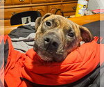 Small #6 Boxer Mix