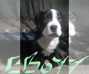 American Staffordshire Terrier-Boxer Mix Puppy for sale in PORTLAND, OR, USA