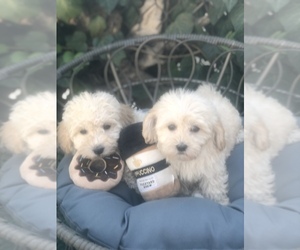 Maltipoo Puppy for sale in KAGEL CANYON, CA, USA
