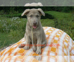 Small #3 German Shepherd Dog