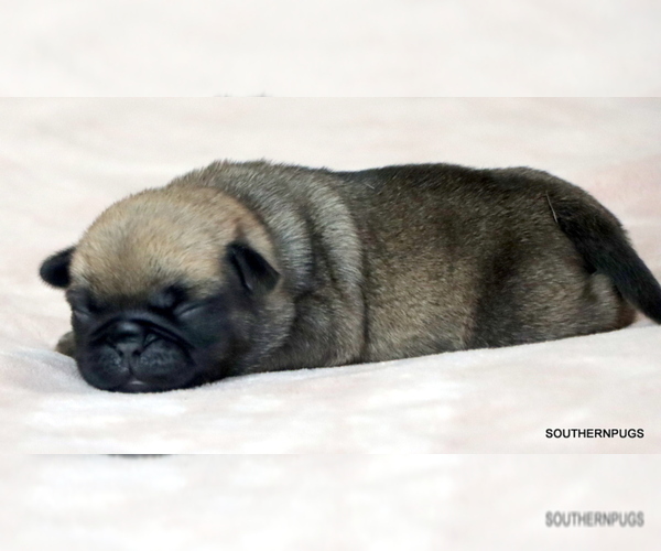 Medium Photo #2 Pug Puppy For Sale in WINNSBORO, TX, USA