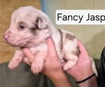 Puppy Sweet Jasper Border-Aussie