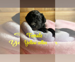 Puppy Yellow collar Cavapoo