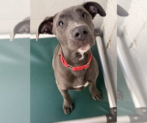 Mutt Dogs for adoption in Elmsford, NY, USA