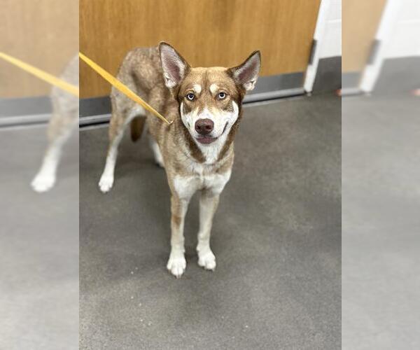 Medium Photo #1 Siberian Husky-Unknown Mix Puppy For Sale in Forestville, MD, USA