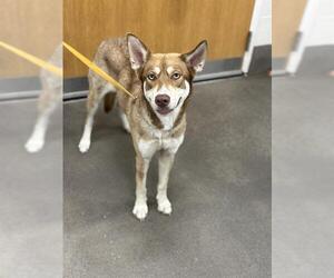 Siberian Husky-Unknown Mix Dogs for adoption in Forestville, MD, USA