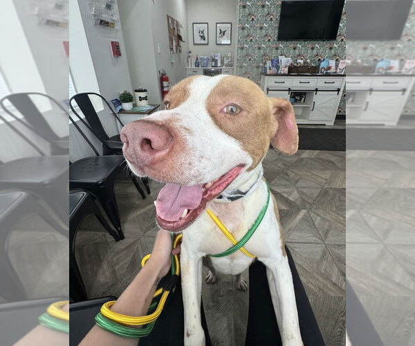 Medium Photo #3 American Pit Bull Terrier-Unknown Mix Puppy For Sale in Brewster, NY, USA