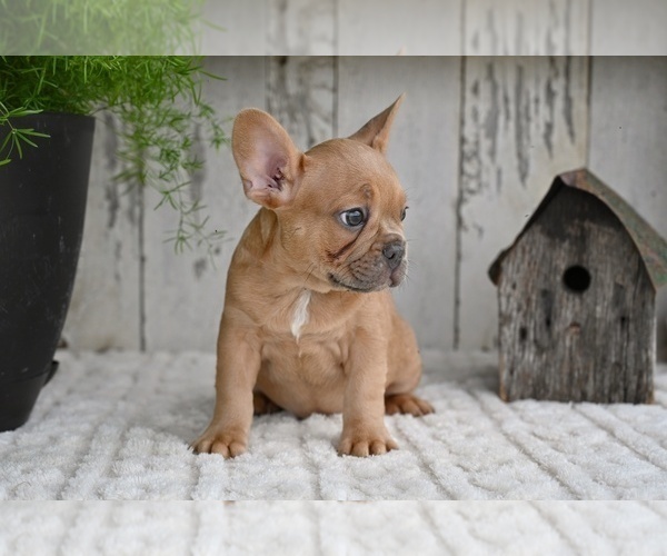 Medium Photo #5 French Bulldog Puppy For Sale in MILLERSBURG, OH, USA
