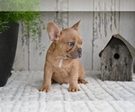 Small #4 French Bulldog