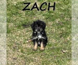 YorkiePoo Puppy for sale in HARTLAND, MN, USA