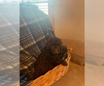 Small Photo #2 Bernedoodle Puppy For Sale in MURRAYVILLE, GA, USA
