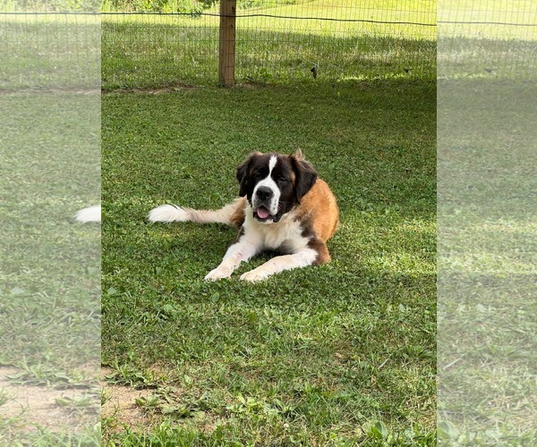 Medium Photo #2 Saint Bernard-Unknown Mix Puppy For Sale in Germantown, OH, USA