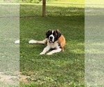Small #1 Saint Bernard Mix