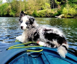 Border Collie Puppy for sale in JOHNSONBURG, PA, USA