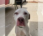Small Photo #10 Mutt Puppy For Sale in Claremore, OK, USA