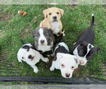 Small Photo #13 American Pit Bull Terrier-Labrador Retriever Mix Puppy For Sale in Holly Springs, NC, USA