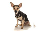 Small #1 Chihuahua Mix