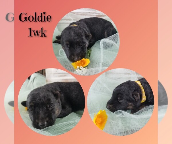 Medium Photo #10 German Shepherd Dog Puppy For Sale in BROOKFIELD, MO, USA