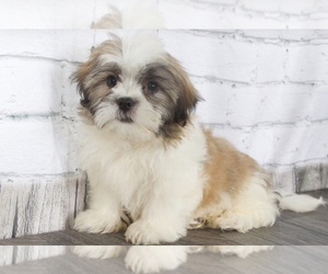 Mal-Shi Puppy for sale in RED LION, PA, USA